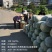 大山深处贵州产，文昌种中高桶慢慢可以上市