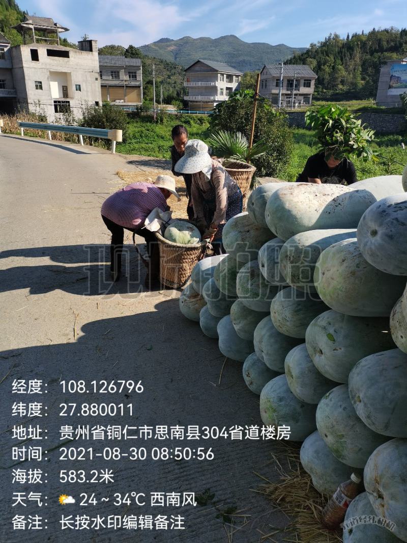 大山深处贵州产，文昌种中高桶慢慢可以上市