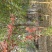 栾树黄山栾树南栾，苗圃直销一手货源保证成活率山东彩盛苗木
