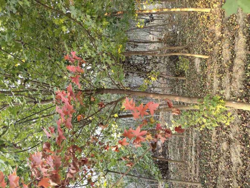 栾树黄山栾树南栾，苗圃直销一手货源保证成活率山东彩盛苗木