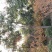 栾树黄山栾树南栾，苗圃直销一手货源保证成活率山东彩盛苗木