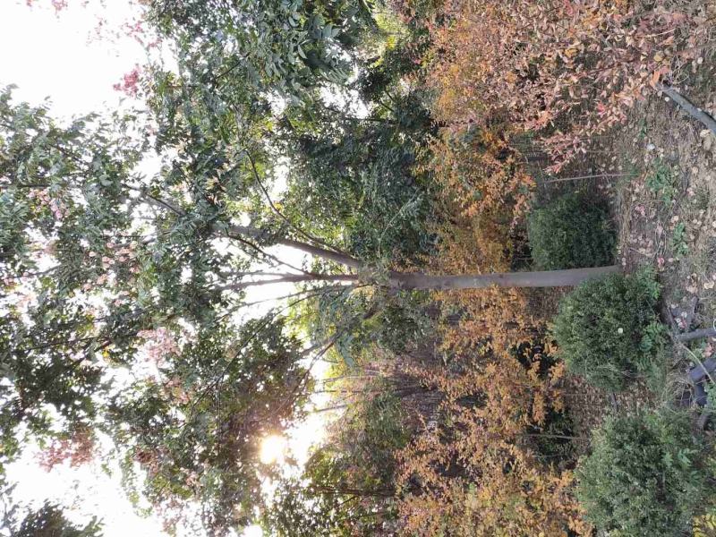 栾树黄山栾树南栾，苗圃直销一手货源保证成活率山东彩盛苗木