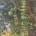 栾树黄山栾树南栾，苗圃直销一手货源保证成活率山东彩盛苗木