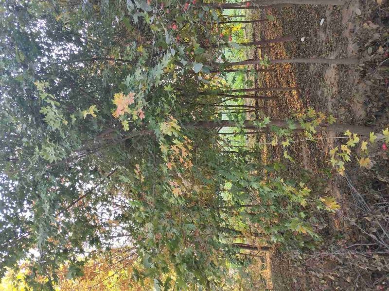 栾树黄山栾树南栾，苗圃直销一手货源保证成活率山东彩盛苗木