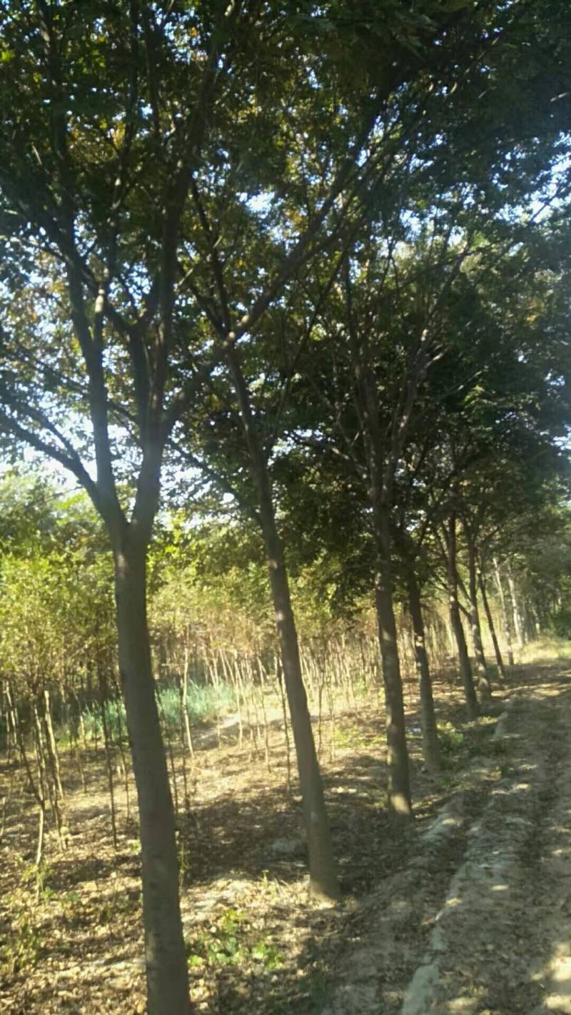栾树黄山栾树南栾，苗圃直销一手货源保证成活率山东彩盛苗木