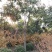 栾树黄山栾树南栾，苗圃直销一手货源保证成活率山东彩盛苗木