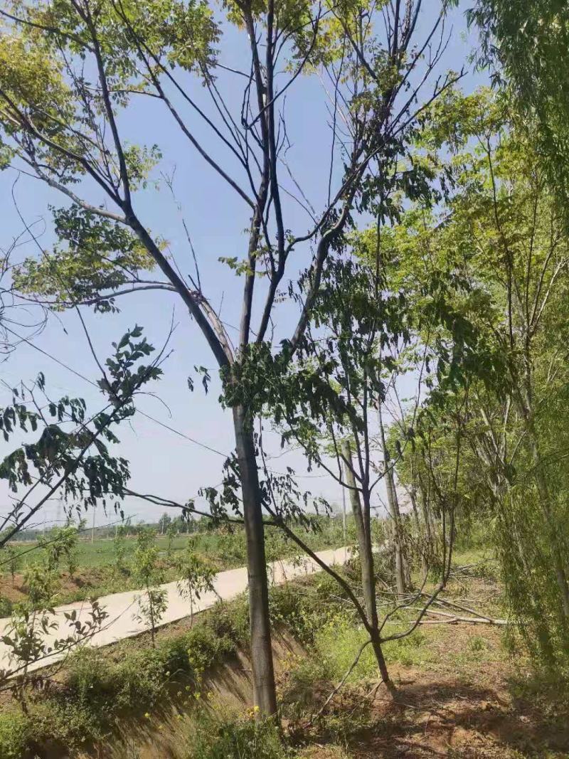 栾树黄山栾树南栾，苗圃直销一手货源保证成活率山东彩盛苗木