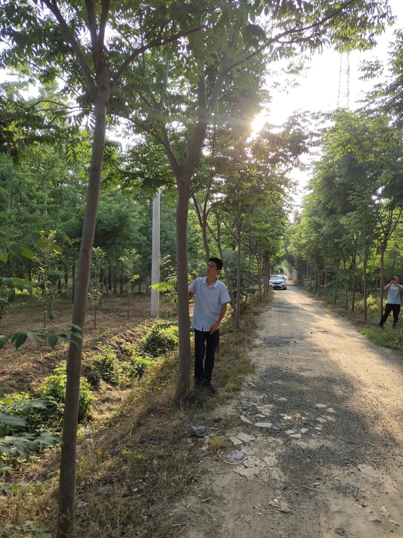 栾树黄山栾树南栾，苗圃直销一手货源保证成活率山东彩盛苗木