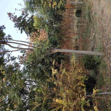 栾树黄山栾树南栾，苗圃直销一手货源保证成活率山东彩盛苗木