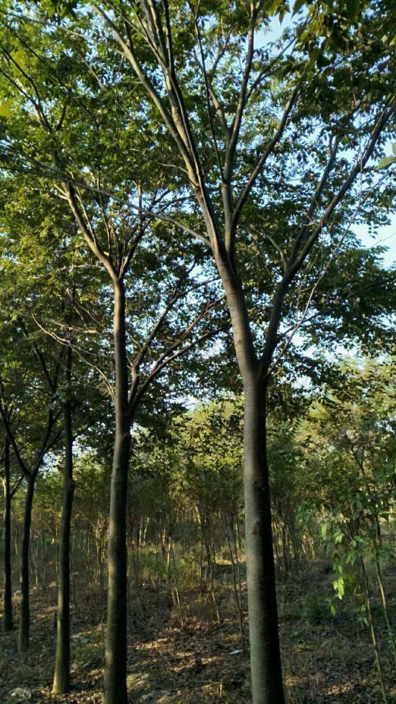 栾树黄山栾树南栾，苗圃直销一手货源保证成活率山东彩盛苗木