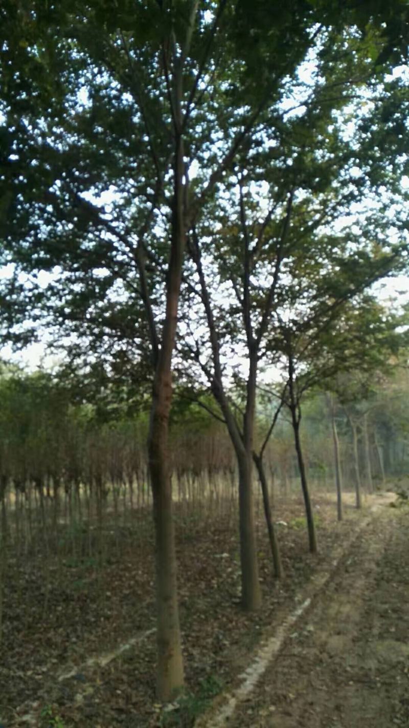 栾树黄山栾树南栾，苗圃直销一手货源保证成活率山东彩盛苗木