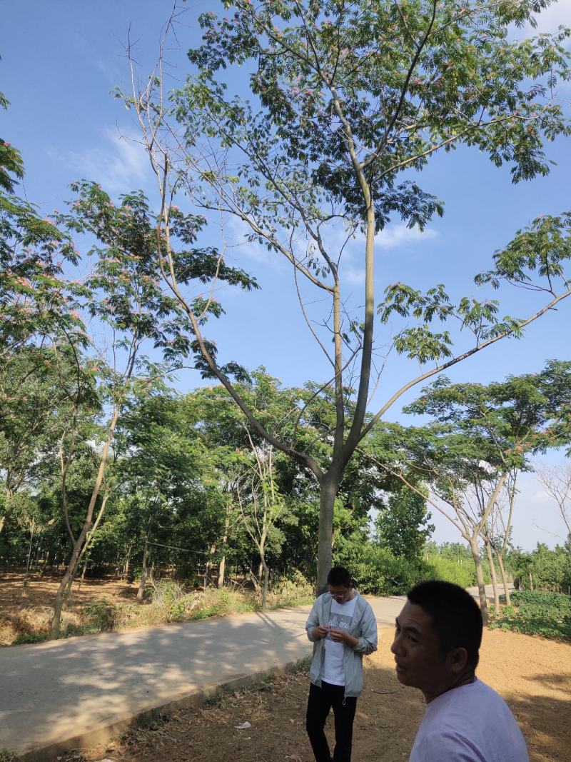 栾树黄山栾树南栾，苗圃直销一手货源保证成活率山东彩盛苗木