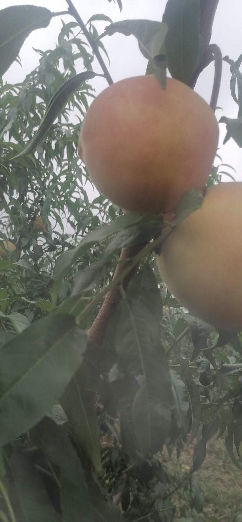 桃王上市香甜可口物美价廉好吃不贵欢迎新老客户光临，联系我