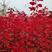 美国红枫，高度苗芽苗公分苗有秋火焰红点十月光辉红冠太阳谷