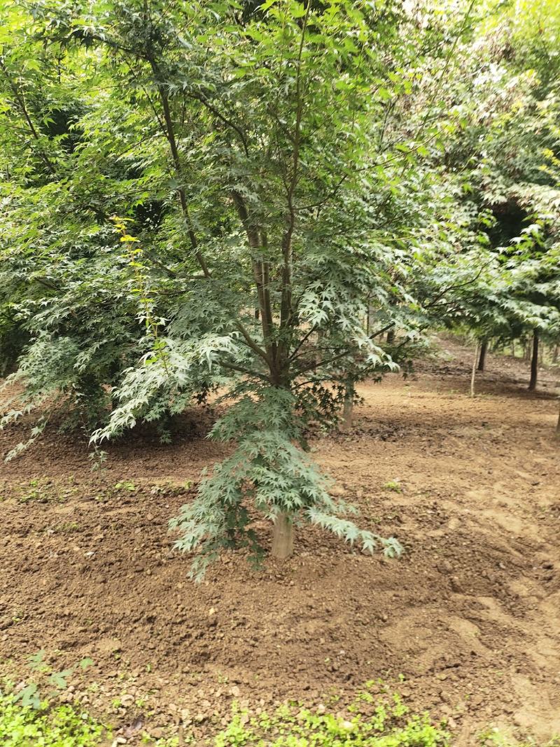 鸡爪槭，苗圃直销一批鸡爪槭规格齐全价格美丽无病虫害树形优