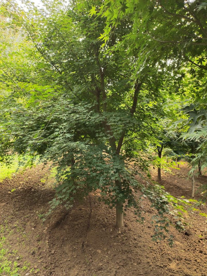 鸡爪槭，苗圃直销一批鸡爪槭规格齐全价格美丽无病虫害树形优