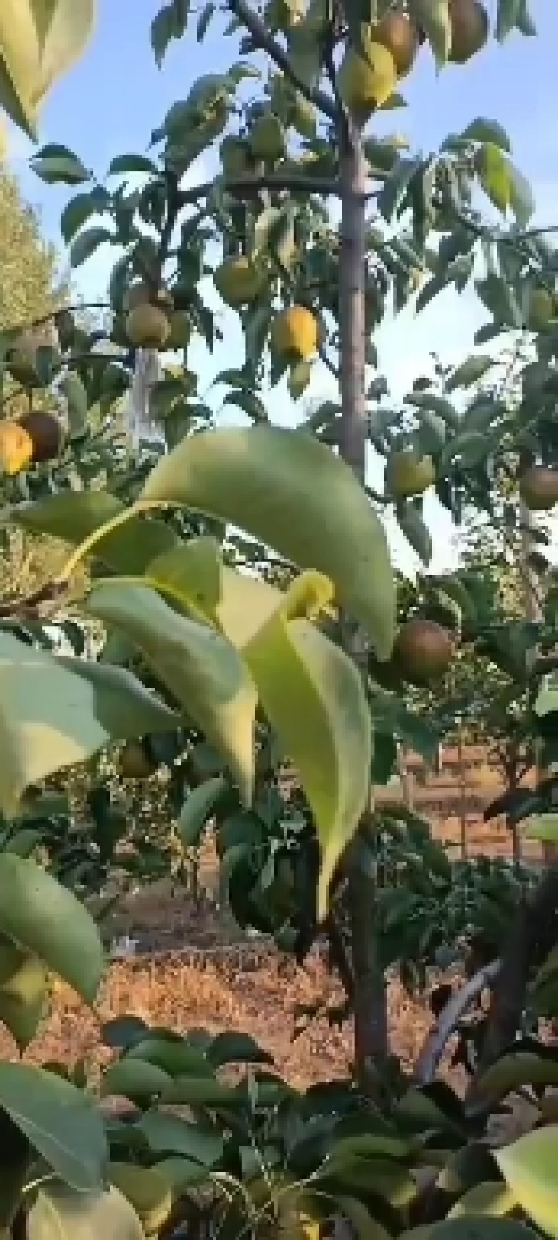 玉露香梨