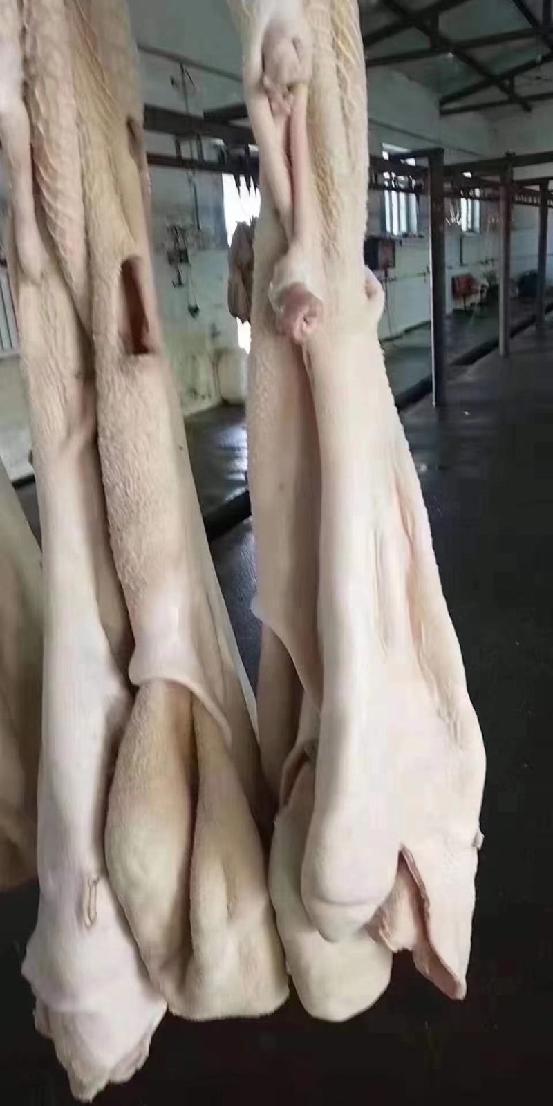 半成品牛肚干净去油出成高长期有货
