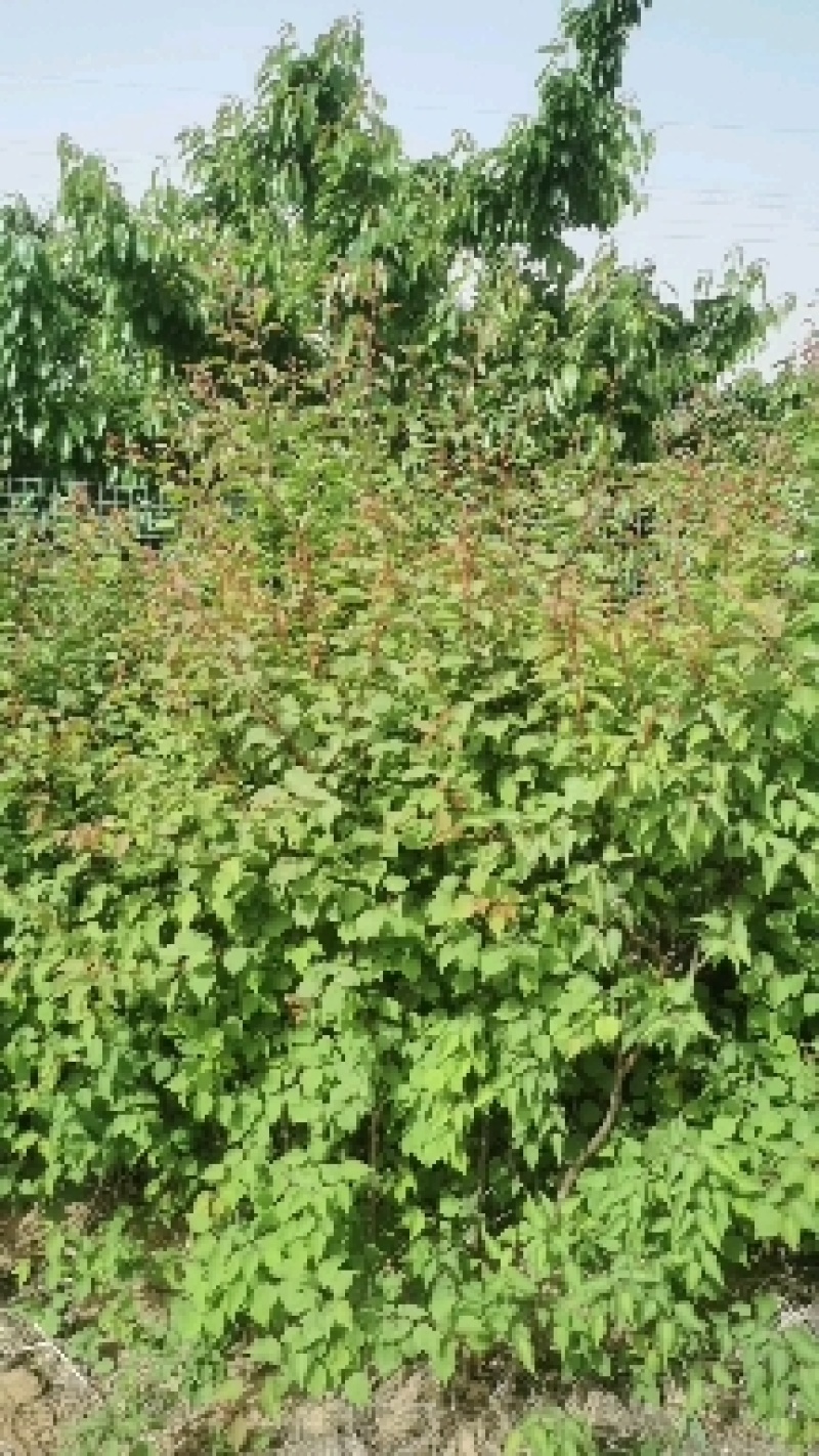 钙果苗二年苗