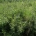 钙果苗二年苗