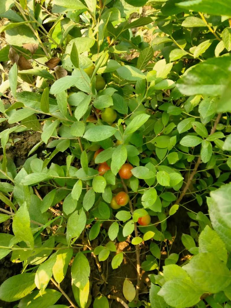 钙果苗二年苗