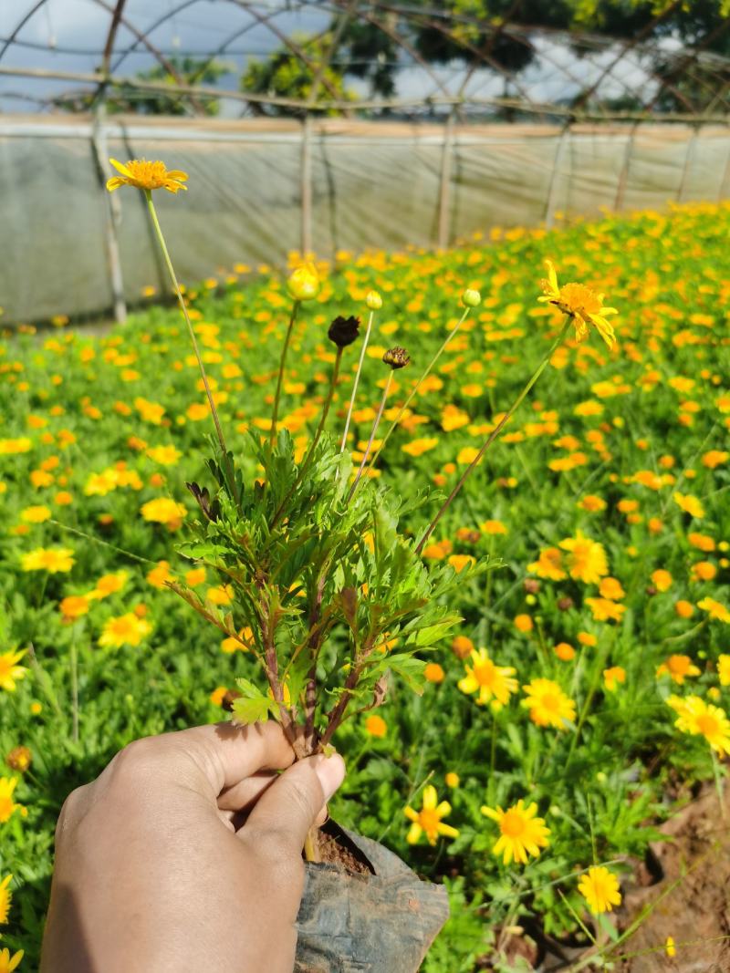 木春菊！苗圃直供露天，多头10杯木春菊，量大