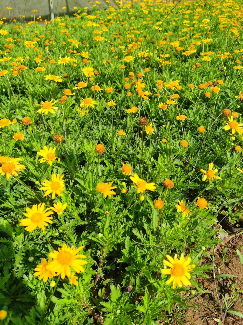 木春菊！苗圃直供露天，多头10杯木春菊，量大