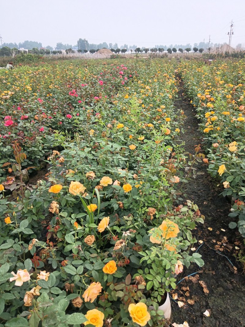 树状月季，独杆月季，月季造型，月季盆景，月季墙，月季柱，