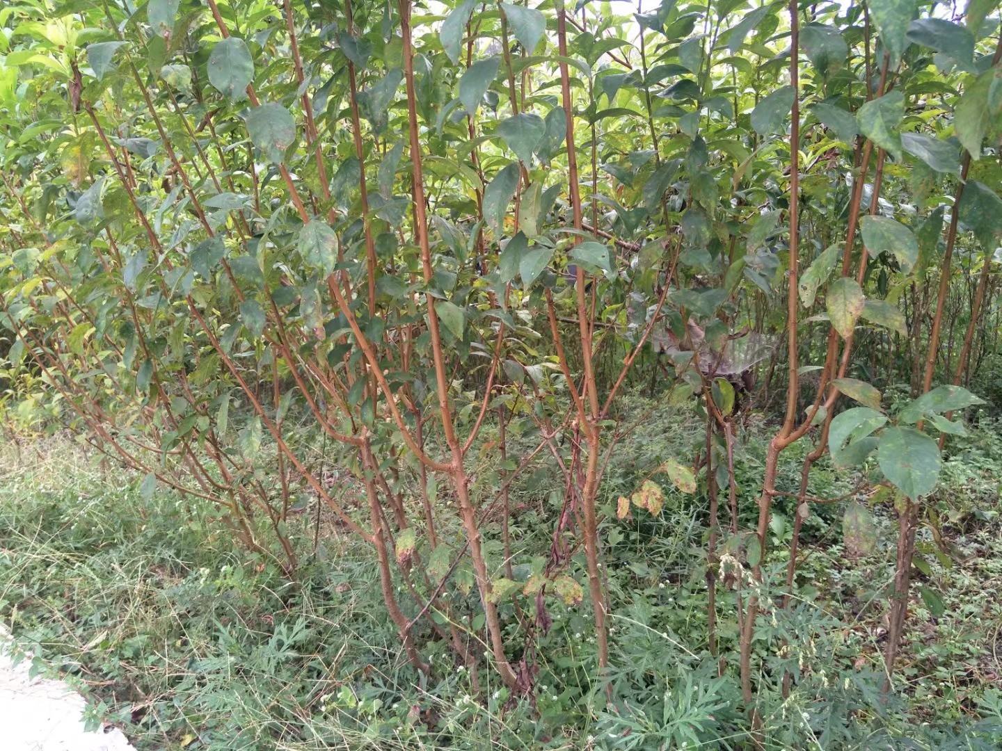 脆李子苗圃实景图
