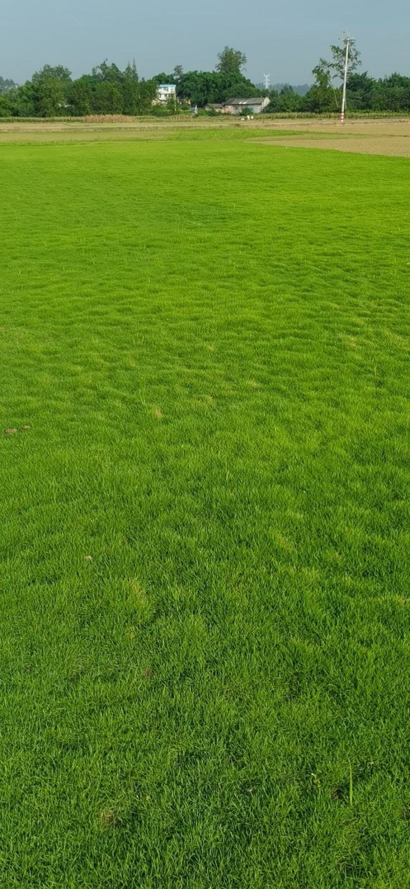 台湾二号草坪马尼拉草坪百慕大草坪基地批发批发