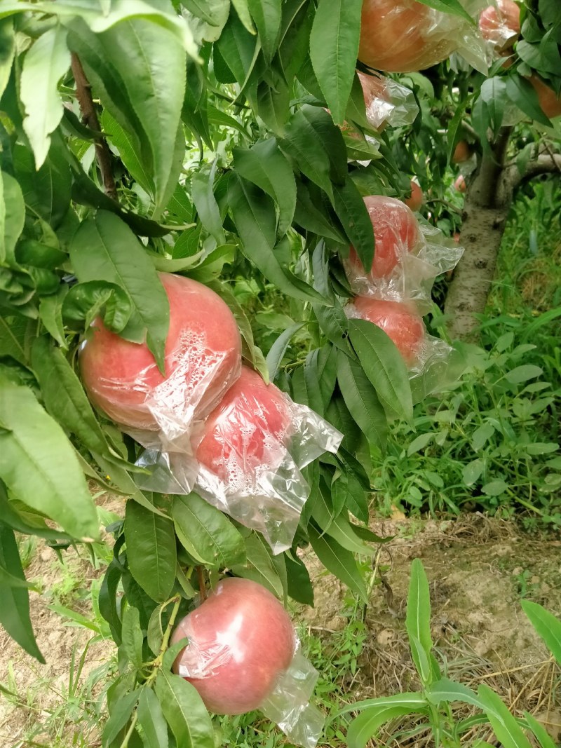 早熟毛桃大量上市