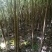 桐油苗又名千年桐，速生苗！量大从优！欢迎实地考察！
