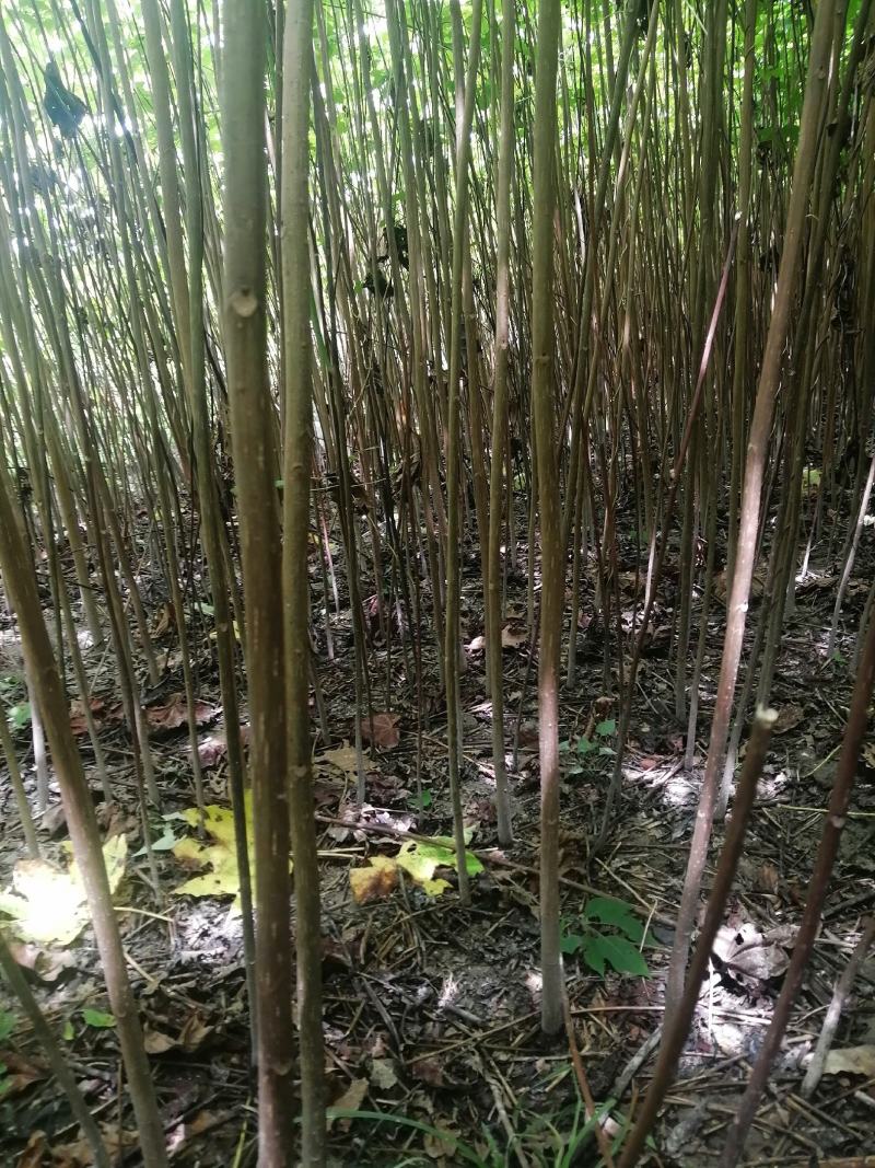 桐油苗又名千年桐，速生苗！量大从优！欢迎实地考察！