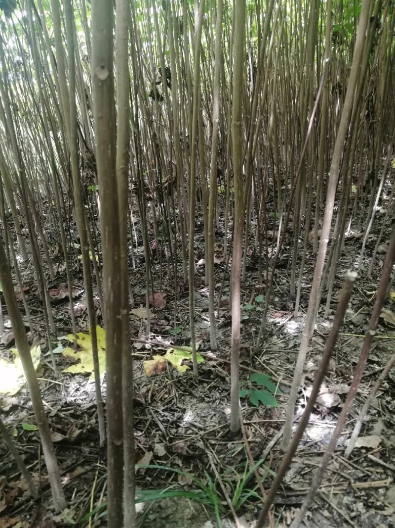 桐油苗又名千年桐，速生苗！量大从优！欢迎实地考察！