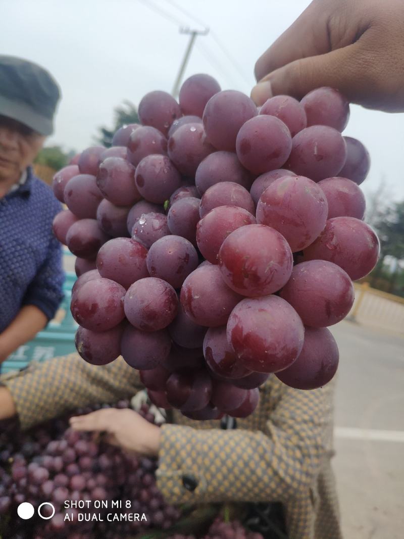 临朐大颗粒巨峰葡萄优质套袋巨丰葡萄供应