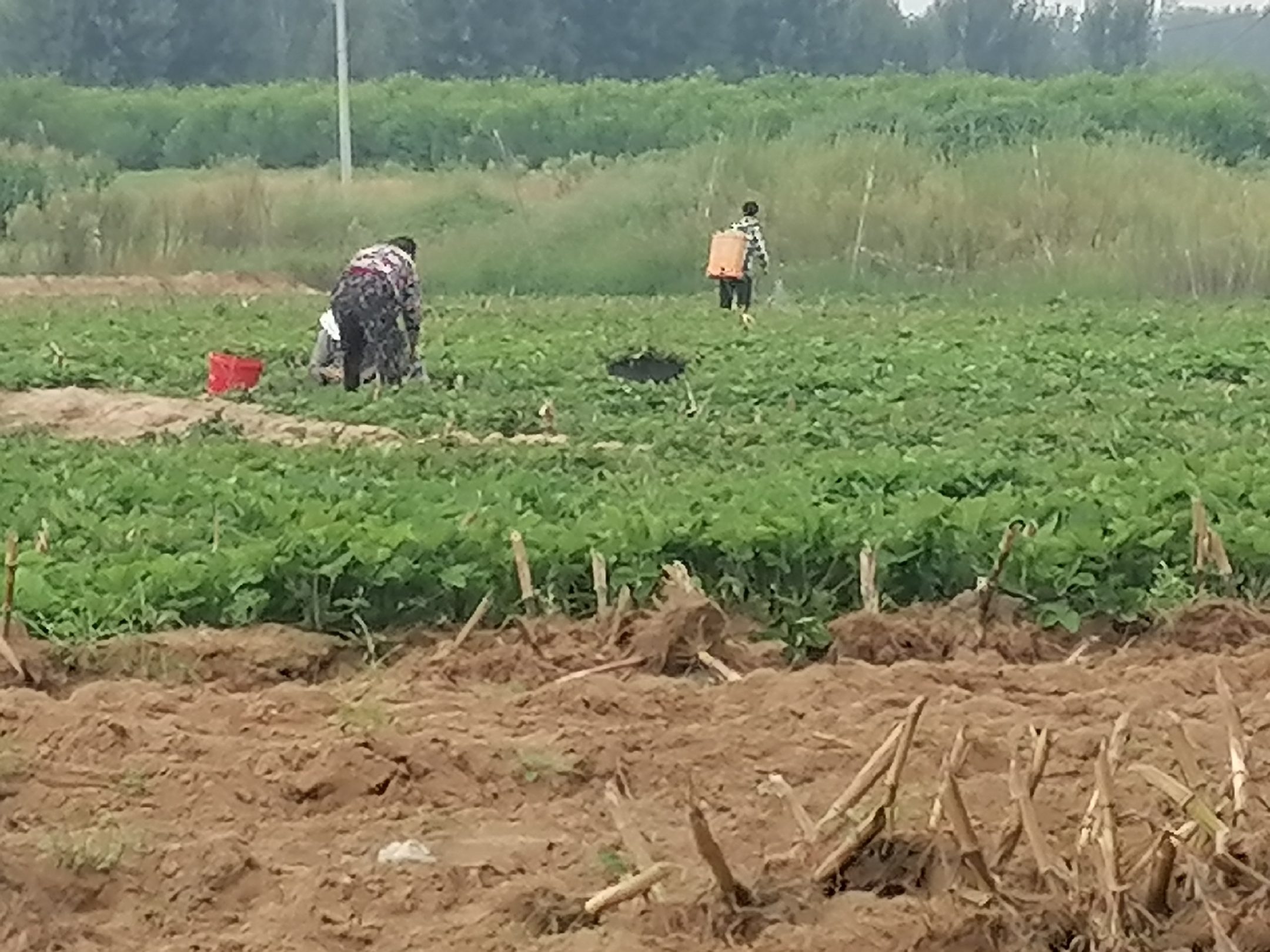 农民在草莓田间进行红蜘蛛防治作业,手持喷雾器均匀喷洒药液 草莓红蜘蛛防治现场喷药图