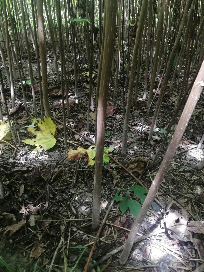 油桐苗，千年桐，三年桐！专业育苗基地！欢迎实地考察！