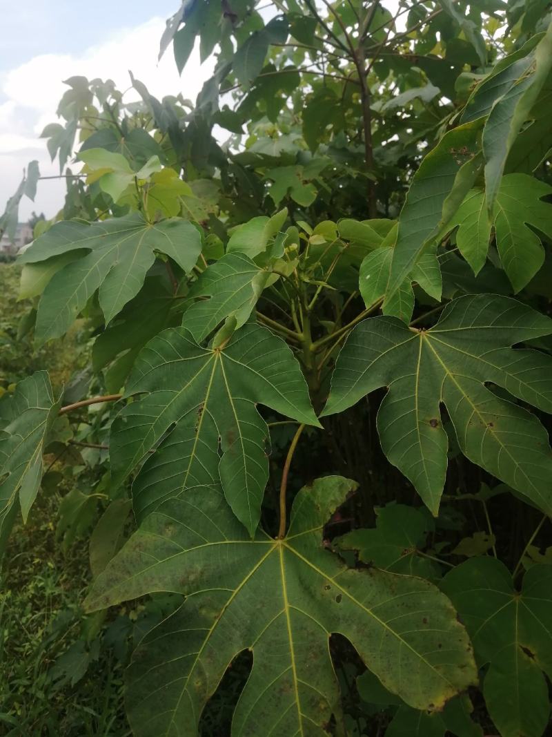 油桐苗，千年桐，三年桐！专业育苗基地！欢迎实地考察！