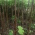 油桐苗，千年桐，三年桐！专业育苗基地！欢迎实地考察！