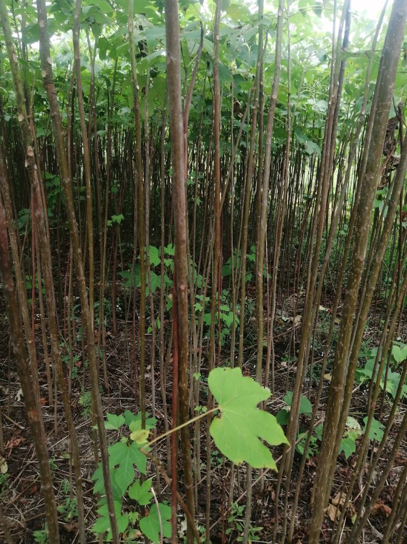 油桐苗，千年桐，三年桐！专业育苗基地！欢迎实地考察！