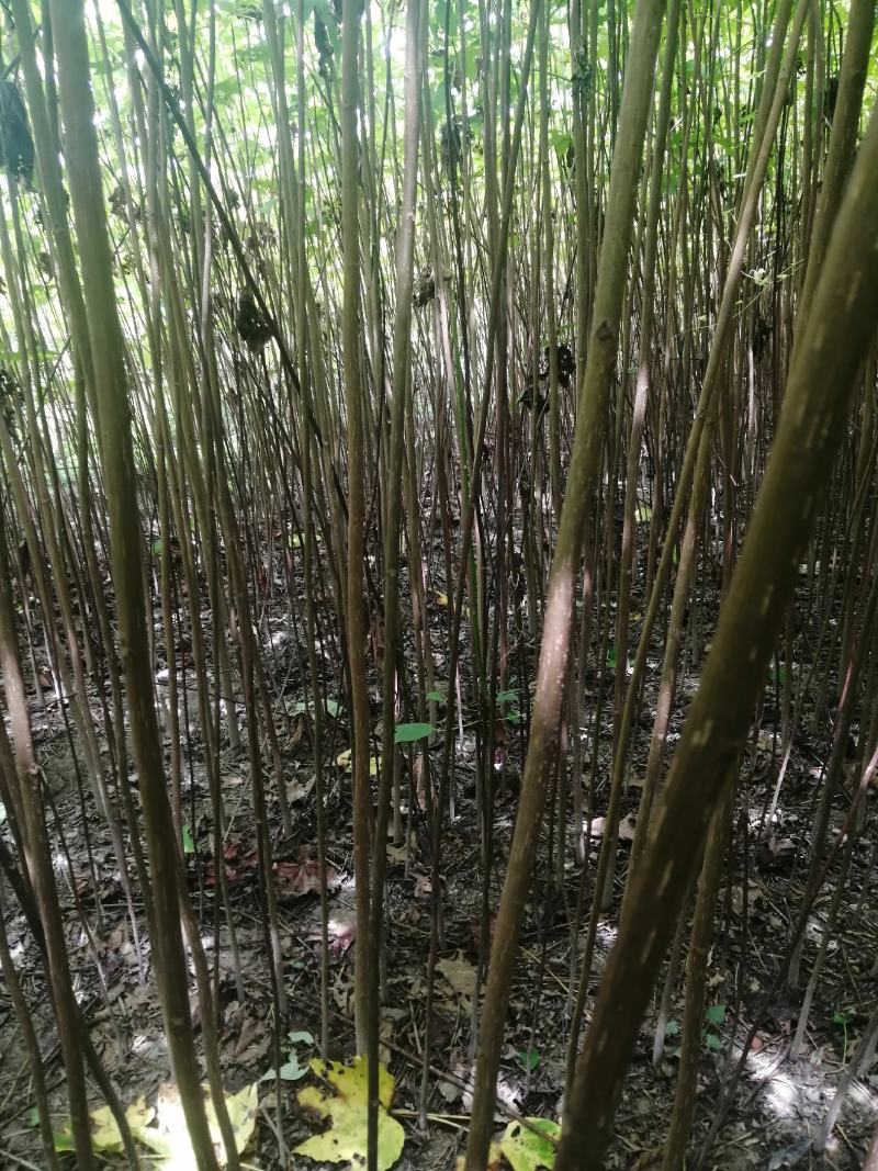 油桐苗，千年桐，三年桐！专业育苗基地！欢迎实地考察！