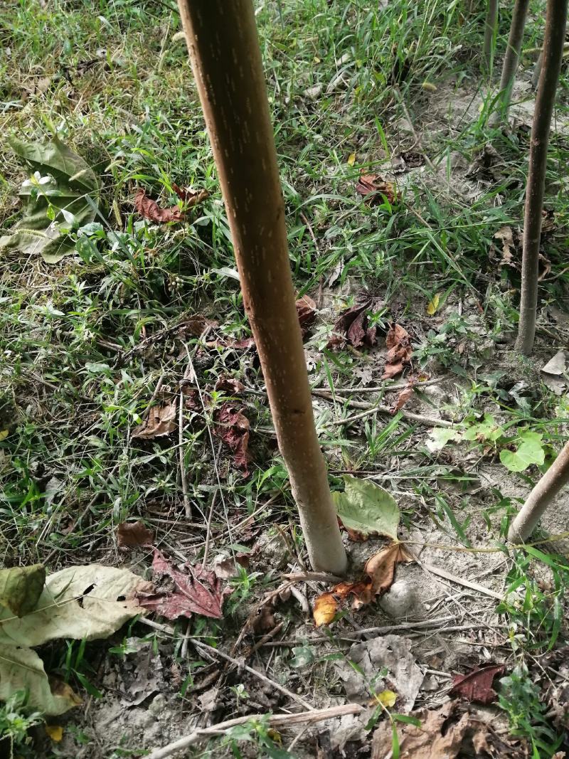 油桐苗，千年桐，三年桐！专业育苗基地！欢迎实地考察！