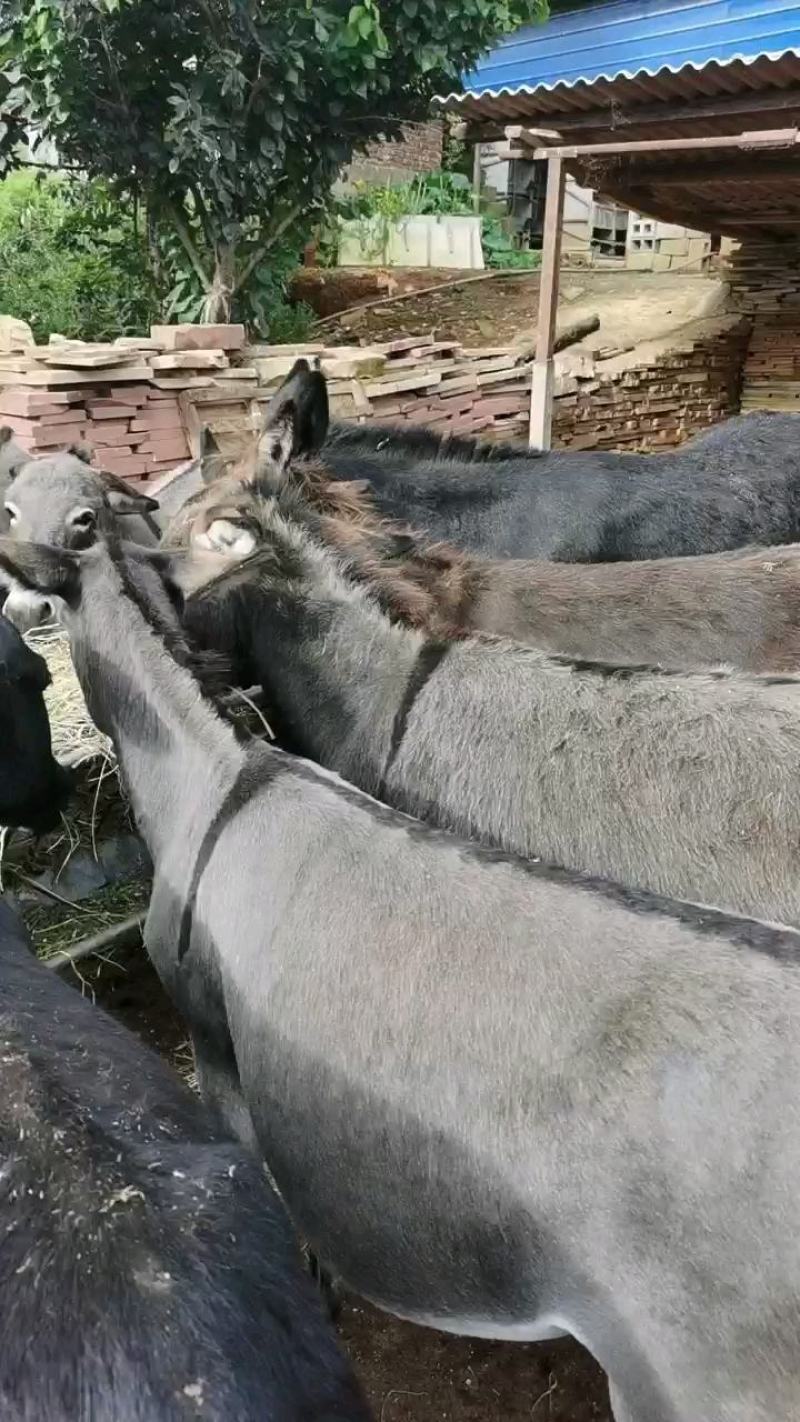 肉驴