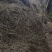 花生稿