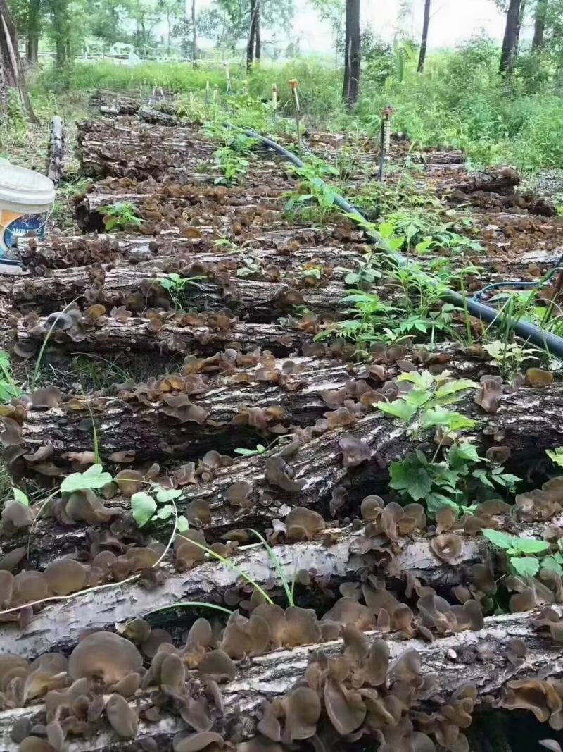 东北黑木耳长白山木耳产地直发一手货源