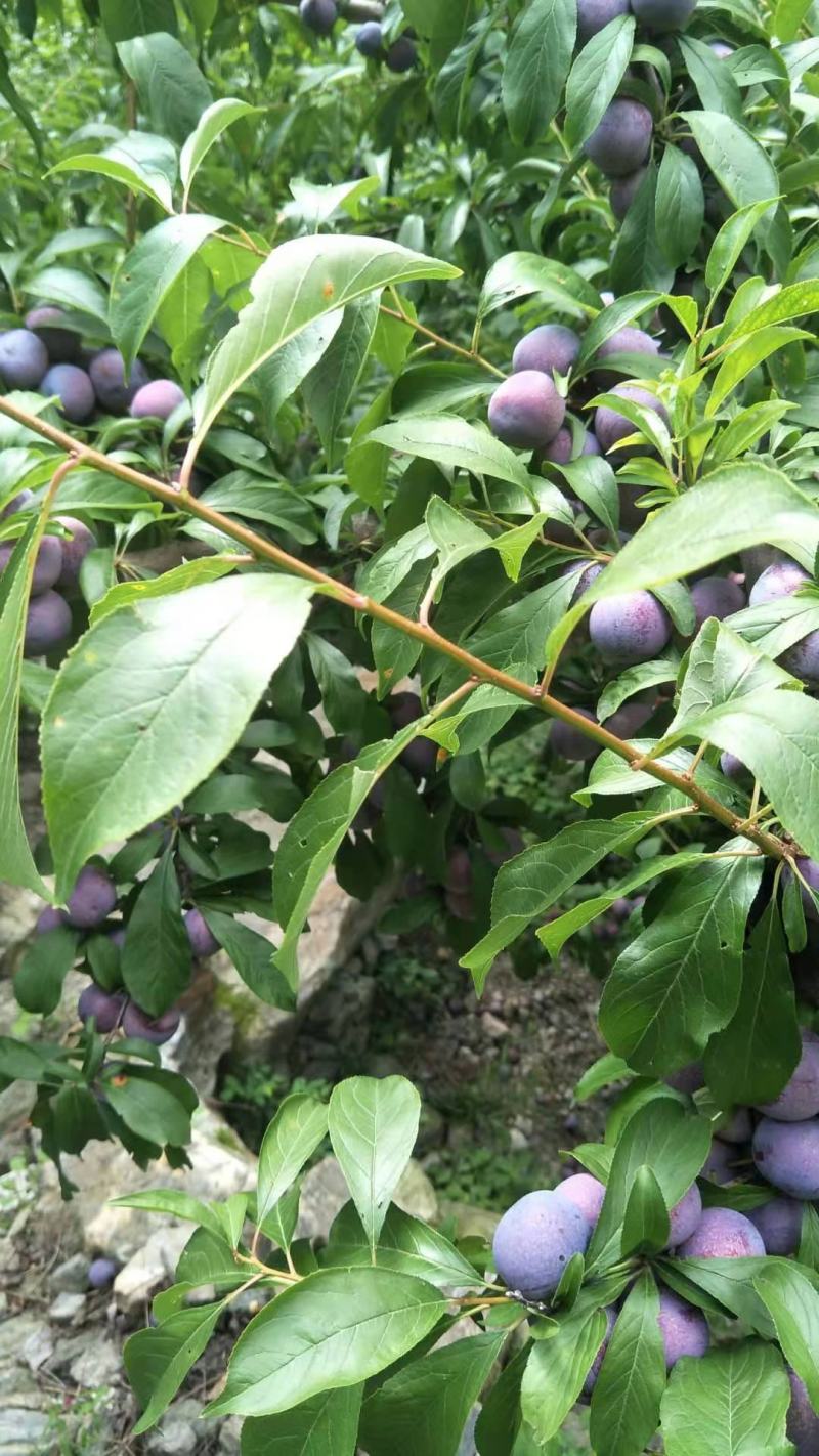 脆红李大量上市需要的老板联系我