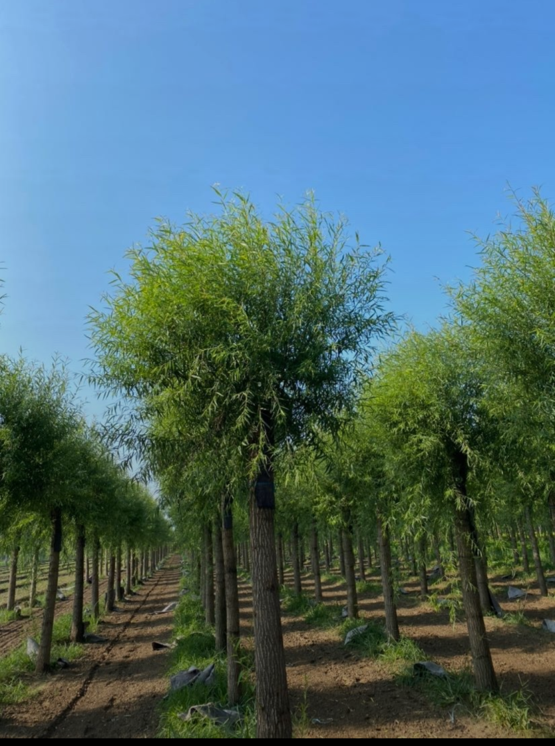 馒头柳12-20公分，自家苗圃一手货源，品质高价格低