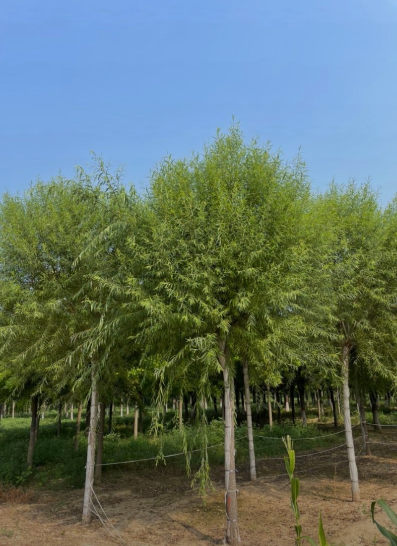 馒头柳12-20公分，自家苗圃一手货源，品质高价格低