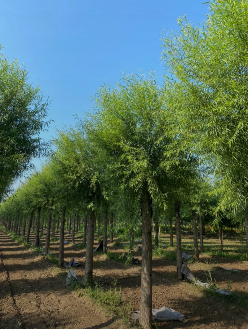 馒头柳12-20公分，自家苗圃一手货源，品质高价格低