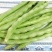 茂华小金豆四季芸豆角种子，丰产抗病，搭架豆角，无筋好吃
